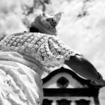 Texto e Foto Carlos Monteiro