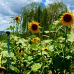 Foto Carlos Monteiro