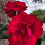 Texto e Foto Carlos Monteiro