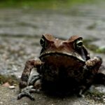 Texto e Foto Carlos Monteiro