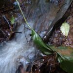 Texto e Foto Carlos Monteiro