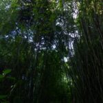 Texto e Fotos Carlos Monteiro