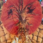 João Hélder como destaque de super luxo na Vila Isabel.