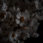 Texto e Foto Carlos Monteiro