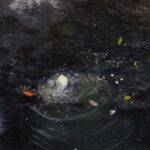 Texto e Foto Carlos Monteiro